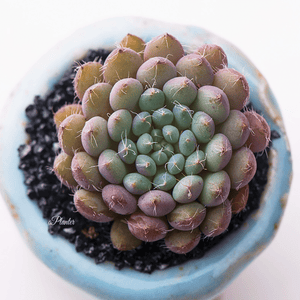 Echeveria Setosa V. Deminuta aplanter