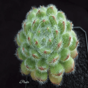 Echeveria Setosa Var. Minor aplanter