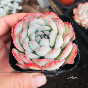 Echeveria Silhouette