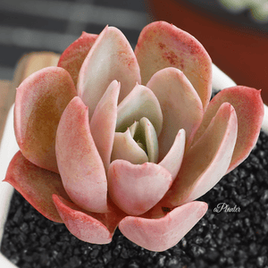 Echeveria 'Silk Veil' aplanter