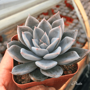 Echeveria Silver Queen