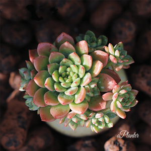 Echeveria Simulans Siberia