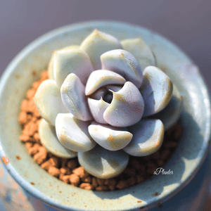 Echeveria 'Snow Bunny' aplanter