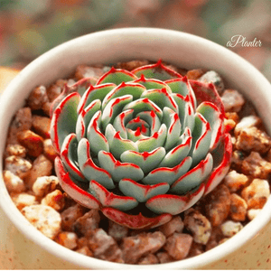 Echeveria sp El Encino