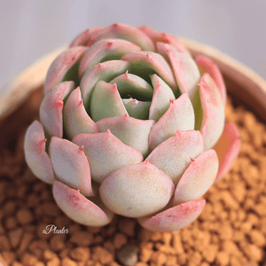 Echeveria 'Strawberry Ice' aplanter