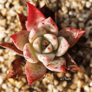 Echeveria Subalpina