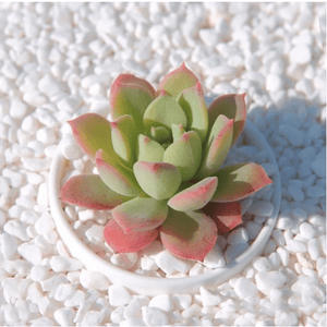 Echeveria sugared