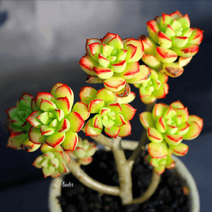 Echeveria Supia aplanter