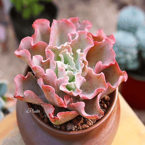 Echeveria 'Takasago No Okina' aplanter