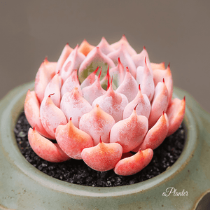 Echeveria Texensis Rosea aplanter