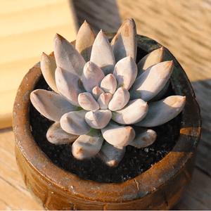 Echeveria Tolimanensis