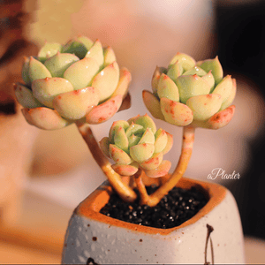 Echeveria Tramuntana aplanter