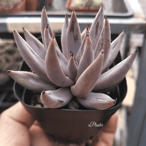 Echeveria Unguiculata aplanter