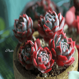 Echeveria Violet Queen aplanter