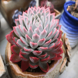 Echeveria Violet Queen aplanter