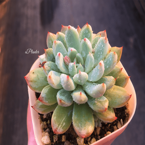 Echeveria White Line