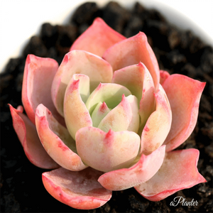 Echeveria White Rose