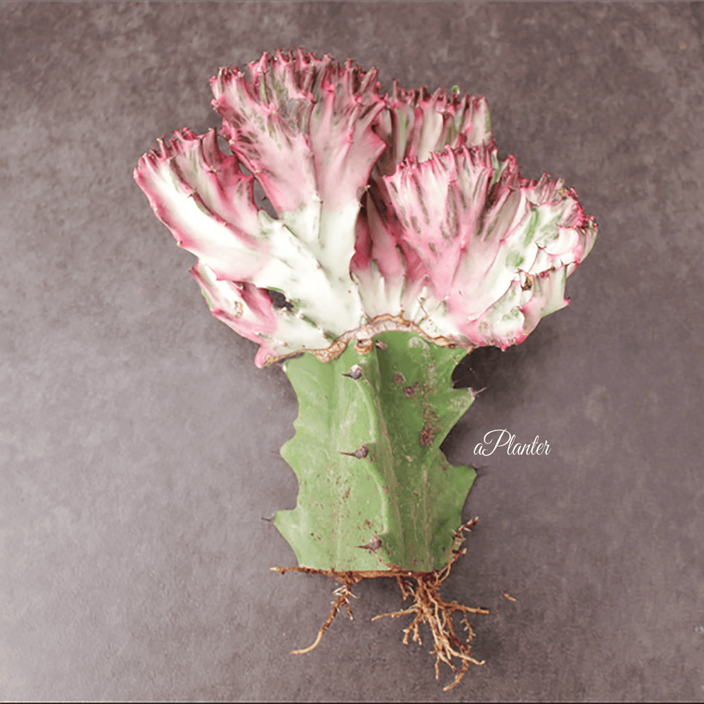 Euphorbia Lactea F. Cristata 'Variegata' aplanter