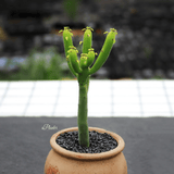 Euphorbia Tirucalli Linn aplanter