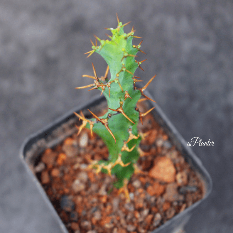 Euphorbia Tortiyama aplanter