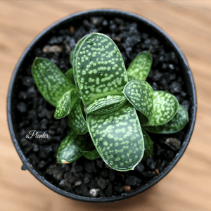 Gasteria Gracilis Baker aplanter