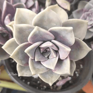 Graptopetalum 'Purple Delight' aplanter