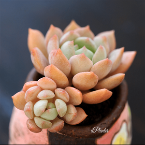 Graptoveria A Grim One