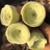 Greenovia Diplocycla Ex La Gomera - Alojera | aplanter