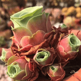 Greenovia Diplocycla ex La Gomera - Peach Rose Succulent