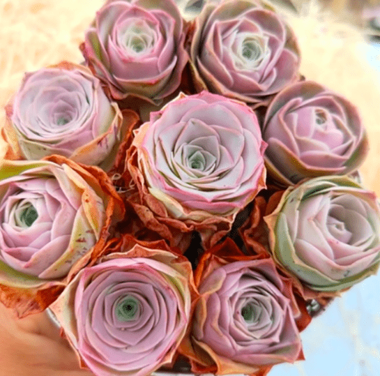 Greenovia Pink Rose Succulents - Special Deal aplanter