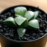 Haworthia 'Glass Compto' aplanter