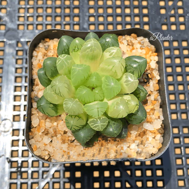 Haworthia Hybrid Amber