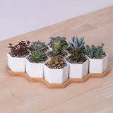 Hexagon Flowerpots White Ceramic Succulent Plant Pot with Bamboo Stand