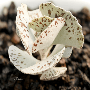 Kalanchoe Rhombopilosa aplanter