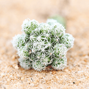 Mammillaria Herrerae aplanter