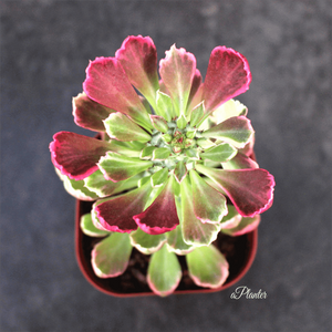 Monadenium Emerald Court Variegata