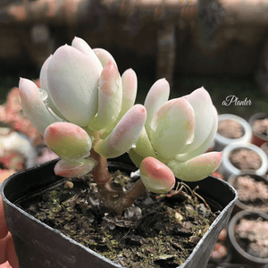 Pachyphytum Oviferum Mikadukibijin aplanter