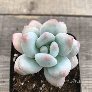 Pachyveria Elaine