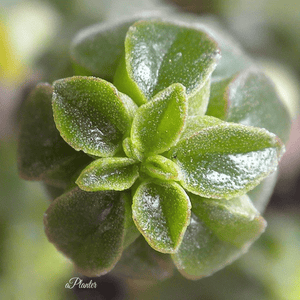 Peperomia columella aplanter