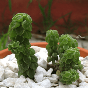 Peperomia columella aplanter