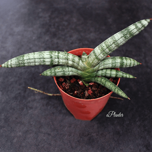 Sansevieria Boncellensis Dwarf aplanter