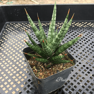 Sansevieria 'Fox tail' aplanter