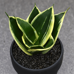 Sansevieria 'Lotus' aplanter