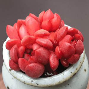 Sedeveria Pink Ruby aplanter