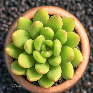 Sedum 'Alice Evans' aplanter