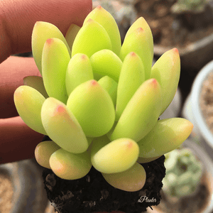 Sedum 'Alice Evans' aplanter