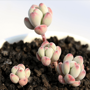 Sedum Commixtum aplanter