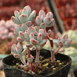 Sedum Commixtum aplanter