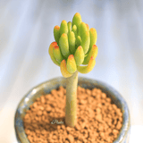 Sedum Corynephyllum aplanter