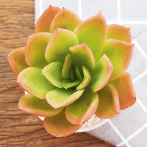 Sedum 'Golden Glow' aplanter